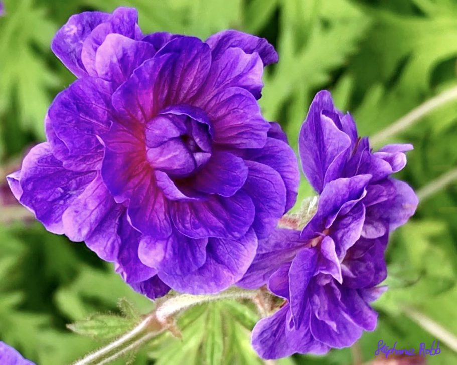 Vibrant purple flowering plant with layered petals and green foliage.